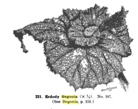 B. ‘Erdody’